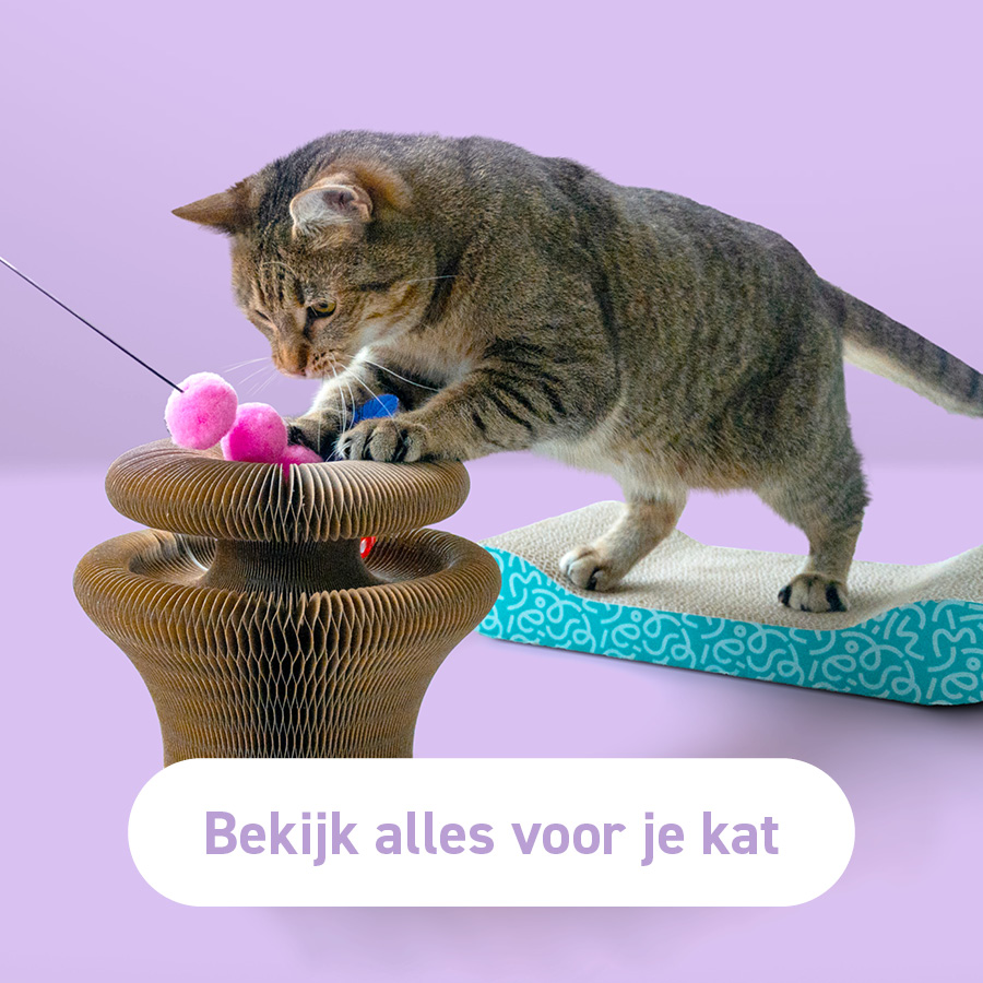 Alles van Yogi voor je kat