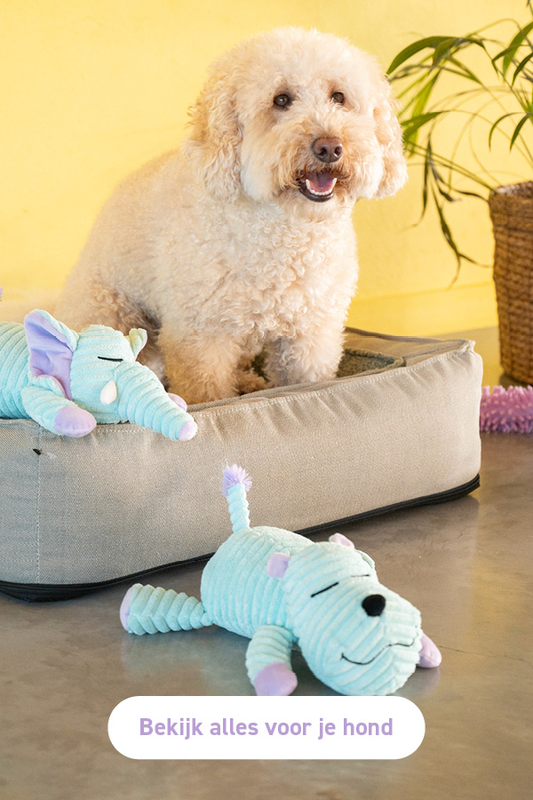 Alles van Yogi voor je hond 