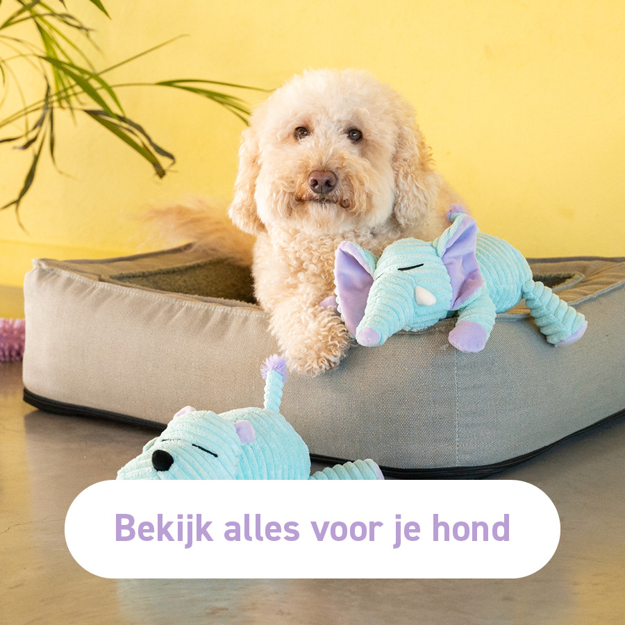 Alles van Yogi voor je hond 