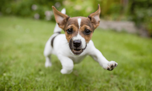 Wandel niet teveel met een puppy