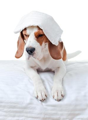 Chien Qui Tremble Pourquoi Mon Chien Tremble T Il Vetostore