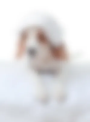 Chien Qui Tremble Pourquoi Mon Chien Tremble T Il Vetostore Chien Qui Tremble Pourquoi Mon Chien Tremble T Il Vetostore