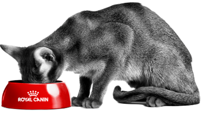 Een kat eet uit een Royal Canin voerbak.