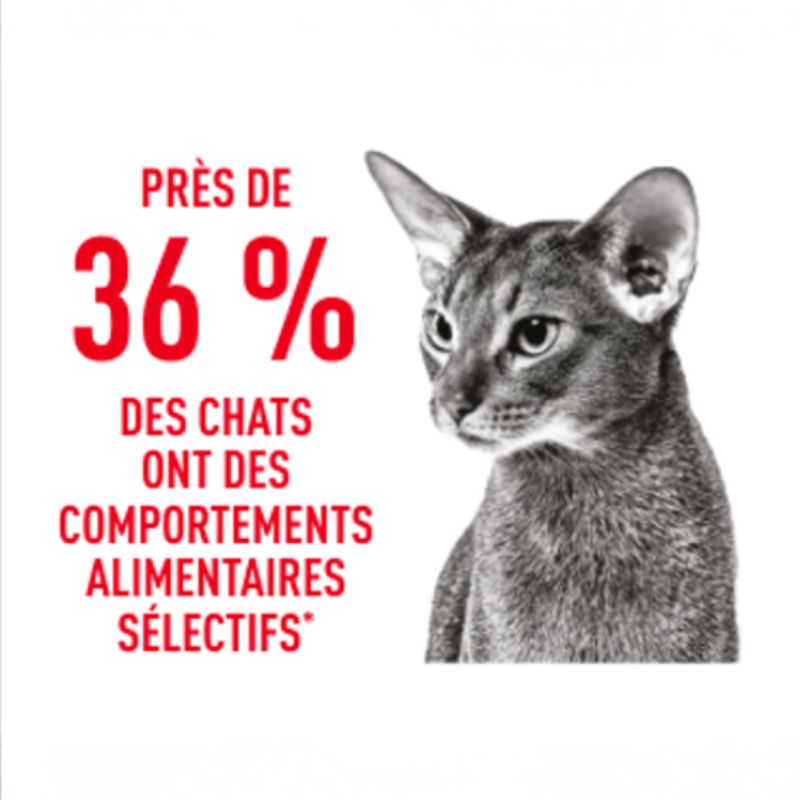 Près de 36 % des chats ont des comportements alimentaires sélectifs