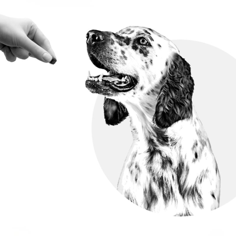 Een hand biedt een snoepje aan een dalmatiër