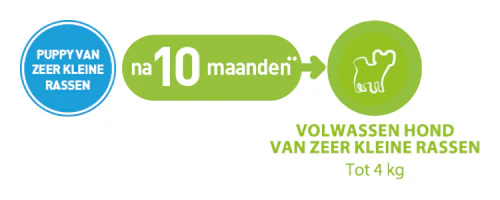 Infographic. Tekst in een cirkel: puppy van zeer kleine rassen. Tekst in een ovaal: na 10 maanden. Pijltje naar circel. Tekst: volwassen hond van zeer kleine rassen. Tot 4 kg.