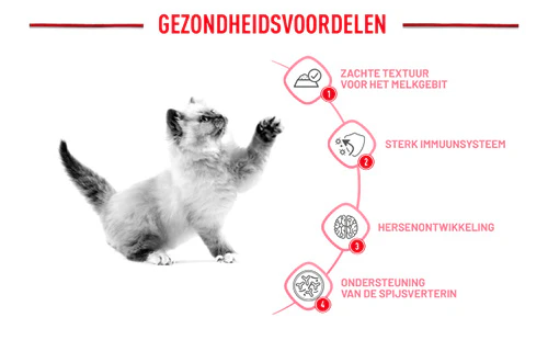 Voordelen: zachte textuur, sterk immuunsysteem, hersenontwikkeling, ondersteuning van de spijsvertering