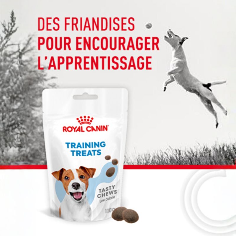 Des friandises pour encourager l'apprentissage. Sur l'ari&egrave;re-plan un Jack Russel saute apr&egrave;s une balle