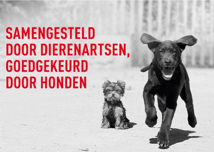 Brokjes: optimale smaaksensatie, complete en evenwichtige formule, krokante textuur.