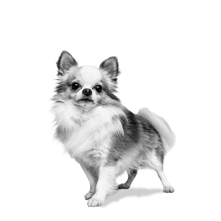 Zwart-wit afbeelding van een Chihuahua