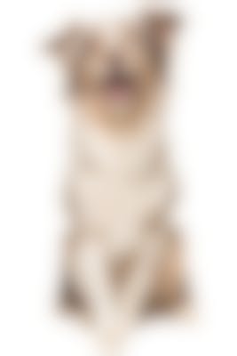 Besmettelijke ziekte Minachting Vooruitgang Royal Canin Fibre Response - Hondenvoer - 14kg - Droogvoer Hond -  Hondenvoer Royal Canin Veterinary Diet | Pharmapets