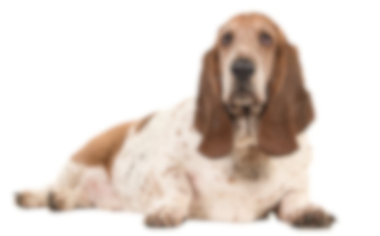 Royal Canin Satiety - Hondenvoer - 12kg 12 Royal Canin Satiety - Hondenvoer - 12kg -Royal Honden Aanbiedingen Winkel iStock 1267337112 2