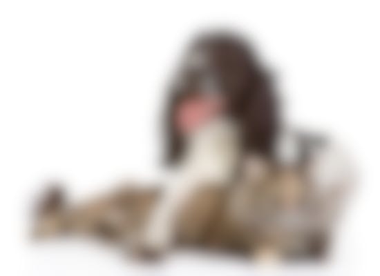 Royal Canin Fibre Response - Hondenvoer - 7,5kg 8 Royal Canin Fibre Response - Hondenvoer - 7,5kg -Hondenbenodigdheden Korting iStock 531634678 400