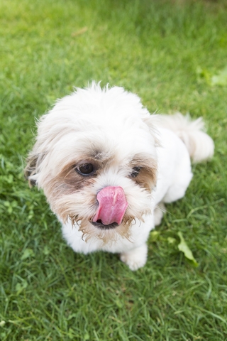 Epistaxis Du Chien Pourquoi Mon Chien Saigne Du Nez Vetostore