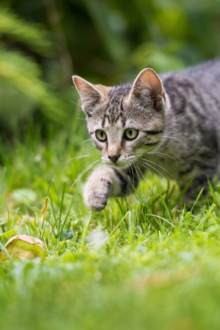 Chat Pique Par Un Insecte Quelles Sont Les Consequences D Une Piqure D Insecte Chez Le Chat Vetostore