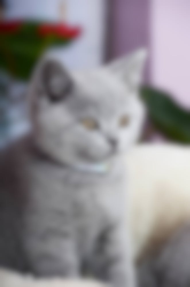 Croquettes Pour British Shorthair Conseil Pour L Alimentation De Votre Chat British Shorthair Croquettes Pour British Shorthair Conseil Pour L Alimentation De Votre Chat British Shorthair