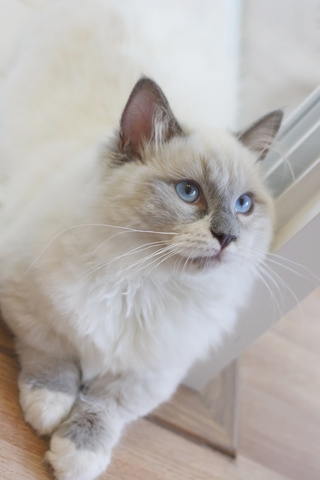 La Vision Des Couleurs Chez Le Chat Comment Les Chats Voient Ils Les Couleurs Vetostore