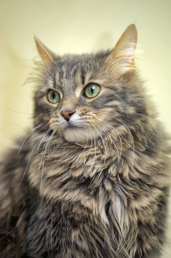 Croquettes Pour Chat Norvegien Conseil Pour L Alimentation De Votre Chat Norvegien