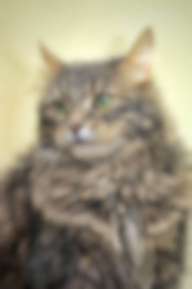 Croquettes Pour Chat Norvegien Conseil Pour L Alimentation De Votre Chat Norvegien Croquettes Pour Chat Norvegien Conseil Pour L Alimentation De Votre Chat Norvegien