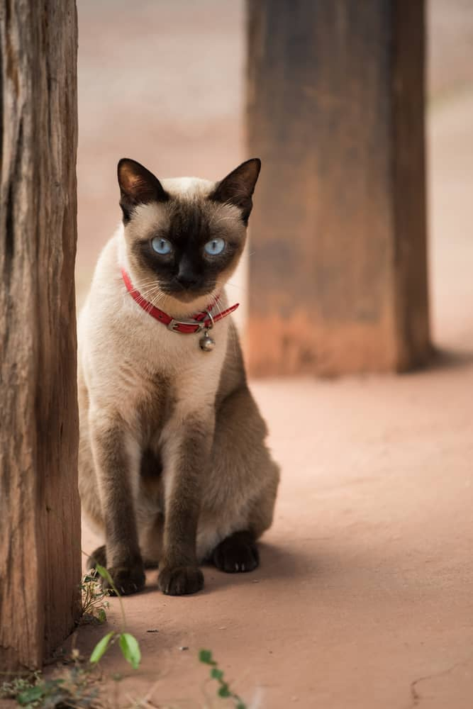 Croquettes Pour Siamois Conseil Pour L Alimentation De Votre Chat Siamois