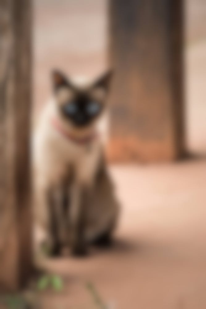 Croquettes Pour Siamois Conseil Pour L Alimentation De Votre Chat Siamois Croquettes Pour Siamois Conseil Pour L Alimentation De Votre Chat Siamois