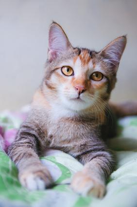 Pancreatite Du Chat Comment Soulager La Pancreatite Chez Le Chat Vetostore