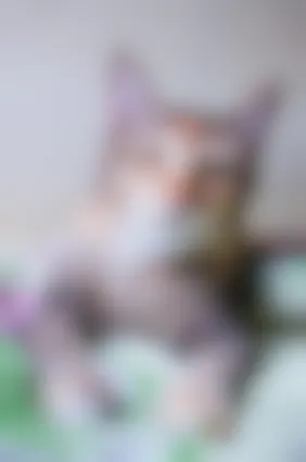 Pancreatite Du Chat Comment Soulager La Pancreatite Chez Le Chat Vetostore Pancreatite Du Chat Comment Soulager La Pancreatite Chez Le Chat Vetostore