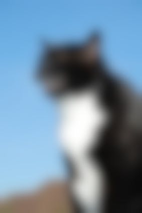 Eternuement Du Chat Pourquoi Mon Chat Eternue Vetostore Eternuement Du Chat Pourquoi Mon Chat Eternue Vetostore