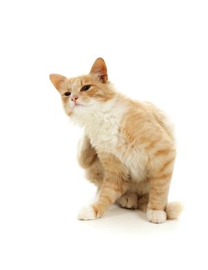 Les Puces Du Chat Et Leurs Risques De Transmission A L Homme Nos Conseils Veterinaires