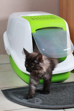 Chat Qui Boit Beaucoup Est Ce Normal Que Faire Si Mon Chat Boit Trop Vetostore