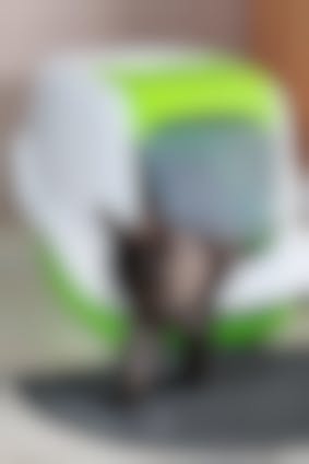 Chat Qui Boit Beaucoup Est Ce Normal Que Faire Si Mon Chat Boit Trop Vetostore Chat Qui Boit Beaucoup Est Ce Normal Que Faire Si Mon Chat Boit Trop Vetostore