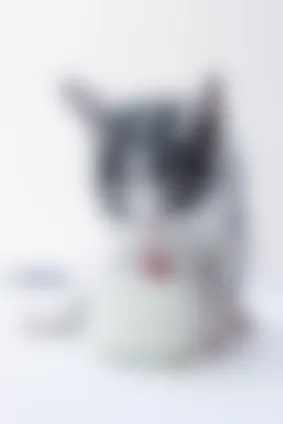 Donner Du Lait A Son Chat Une Pratique Nocive Nos Conseils Veterinaires Donner Du Lait A Son Chat Une Pratique Nocive Nos Conseils Veterinaires