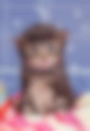Chat Qui Pleure Que Faire Face A Un Chat Qui Pleure Vetostore Chat Qui Pleure Que Faire Face A Un Chat Qui Pleure Vetostore
