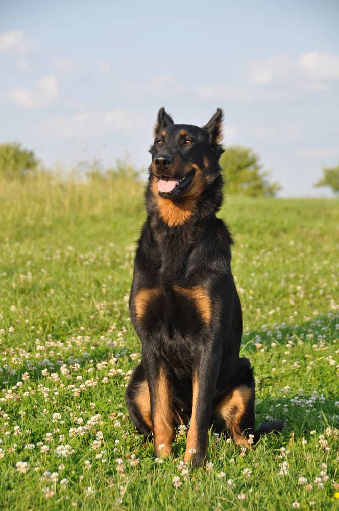 Croquettes Pour Beauceron - Conseil Pour L'alimentation De Votre Chien ...