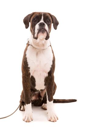 Les solutions pour le cancer du chien