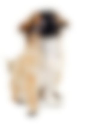 Constipation Du Chien Comment Soigner Et Soulager Votre Chien Constipe Vetostore Constipation Du Chien Comment Soigner Et Soulager Votre Chien Constipe Vetostore