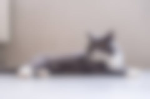 Des croquettes adaptées pour le chat British Shorthair