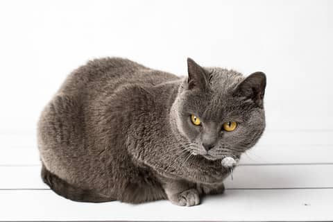 Croquettes Pour Chartreux Conseil Pour L Alimentation De Votre Chat Chartreux
