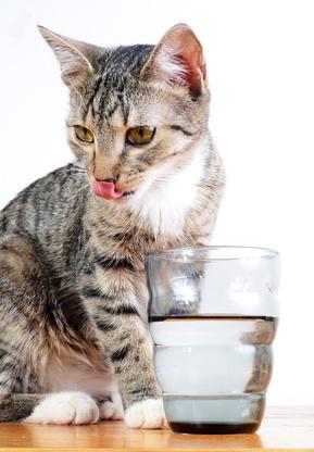 Chat Et Eau Comment Connaitre Les Besoins En Eau De Votre Chat Vetostore