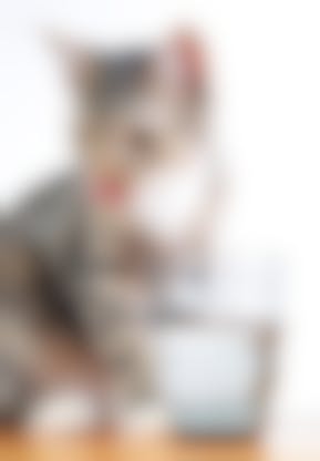 Chat Et Eau Comment Connaitre Les Besoins En Eau De Votre Chat Vetostore Chat Et Eau Comment Connaitre Les Besoins En Eau De Votre Chat Vetostore