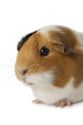 Tout Savoir Sur L Habitat Et L Hygiene Du Cochon D Inde Cobaye Nos Conseils Veterinaires