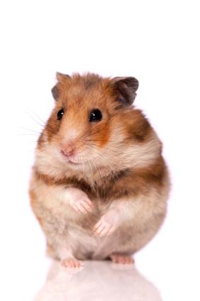  Tout savoir sur lhabitat et lhygiène de votre hamster