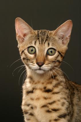 Otite Du Chat Comment Soigner L Otite Chez Le Chat Vetostore