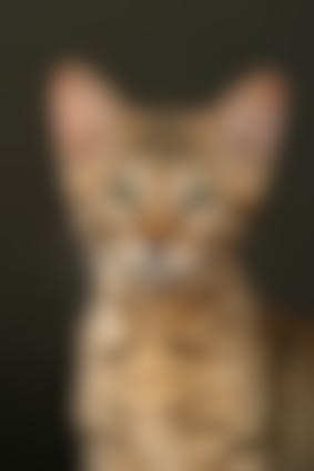 Otite Du Chat Comment Soigner L Otite Chez Le Chat Vetostore Otite Du Chat Comment Soigner L Otite Chez Le Chat Vetostore