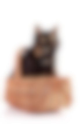 Transport Du Chat Quel Sac Panier Ou Cage Choisir Pour Transporter Votre Chat Sans Stress Vetostore Transport Du Chat Quel Sac Panier Ou Cage Choisir Pour Transporter Votre Chat Sans Stress Vetostore