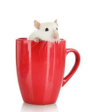 Adoption D Un Rat Conseils Pour Adopter Un Rat Domestique Vetostore Adoption D Un Rat Conseils Pour Adopter Un Rat Domestique Vetostore