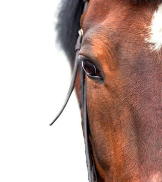 Soigner les pathologies des yeux du cheval