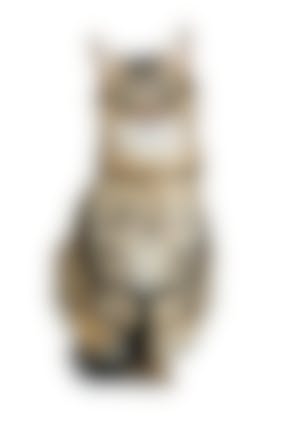 Eczema Du Chat Quel Traitement Contre L Eczema Du Chat Vetostore Eczema Du Chat Quel Traitement Contre L Eczema Du Chat Vetostore