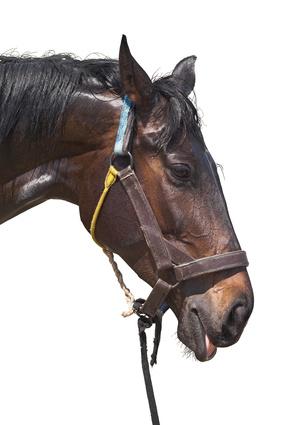 Diarrhee Du Cheval Comment Traiter La Diarrhee Chez Le Cheval Vetostore