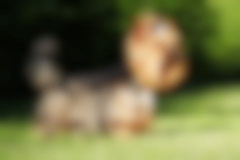 Des croquettes adaptées pour le chien Yorkshire Terrier